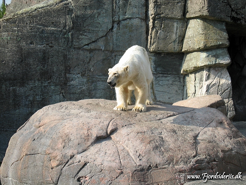 KBH zoo 190703 479.JPG